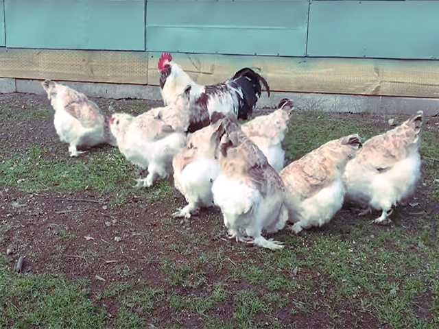 Продаємо Інкубаційне яйце Фавероль (лососевий). Гарний оплід.