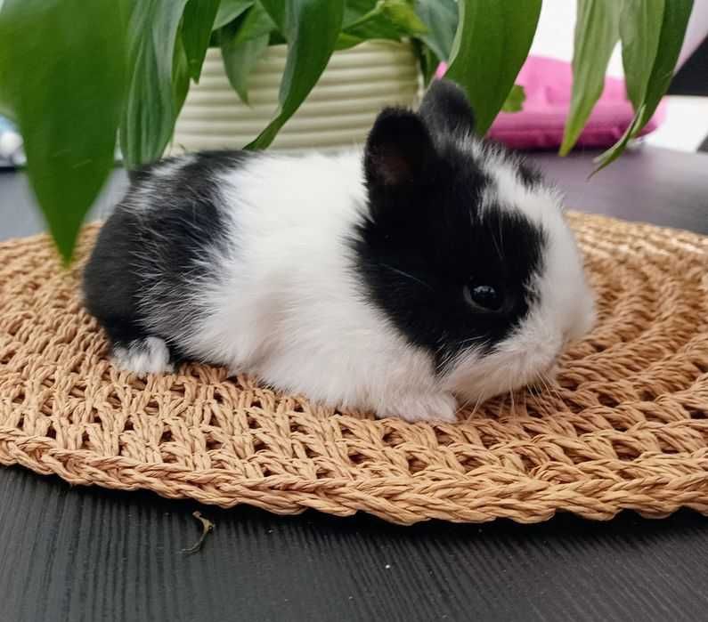 Mini coelhos anões +Conjuntos completo