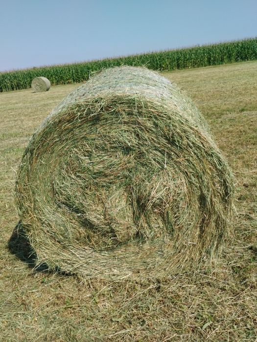 Sprzedam siano w belach 120x120