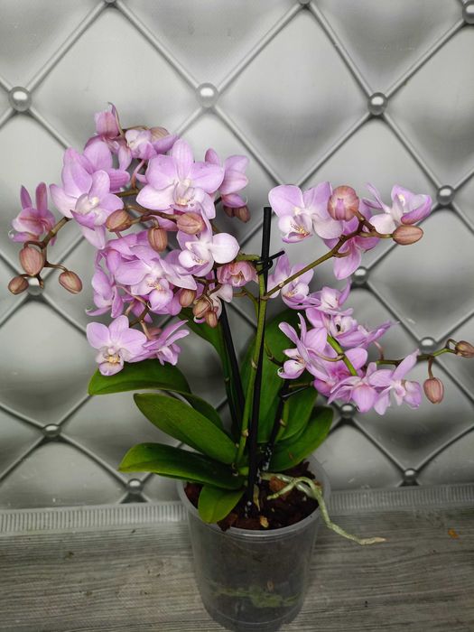 Ніжно рожева мультифлора, пишна на 3 гілочки