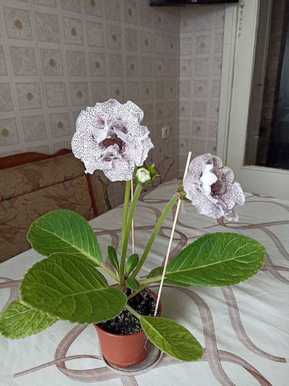 Глоксиния  махровая.