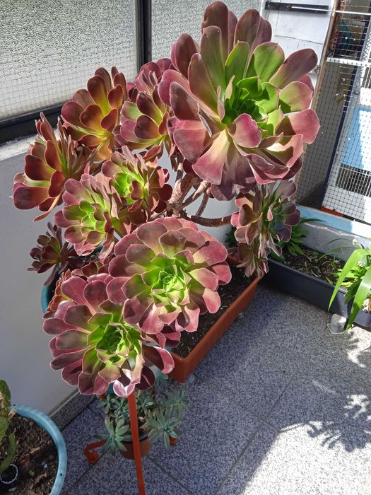 catos variados tamanhos