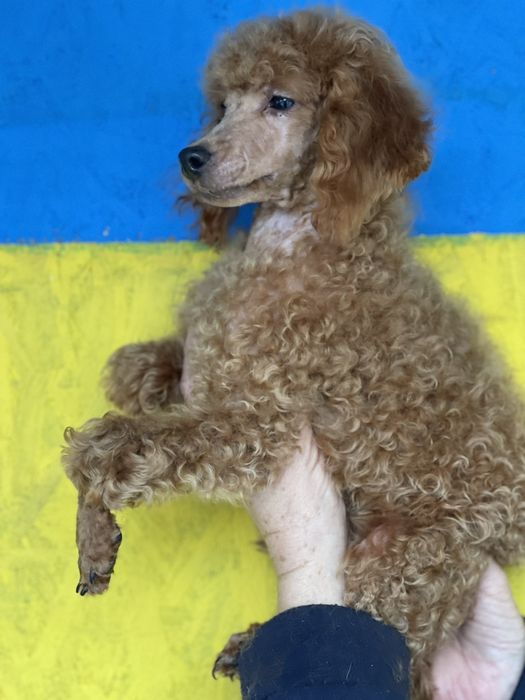 Той пудель ред браун хлопчик.