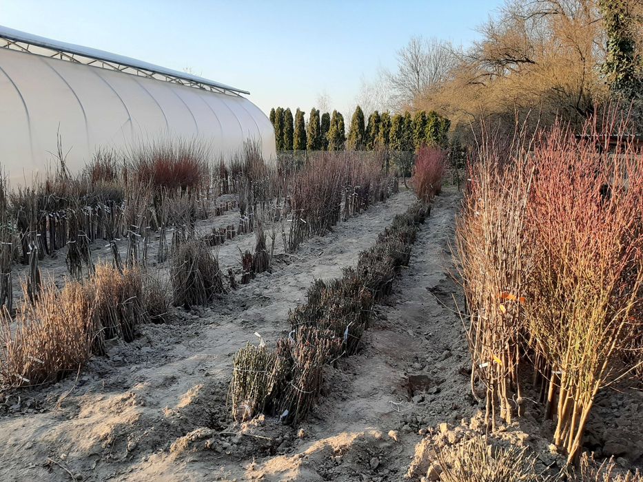 Drzewka Owocowe, Drzewka Ozdobne