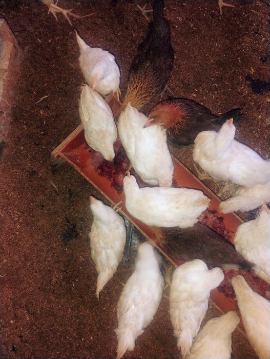 Kurczaka 7 tygodniowe oryginalny reghorn i zielononóżki