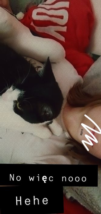 Zaginoł kot proszę o informację jeżeli była widziana