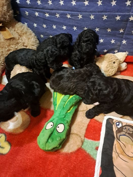 Купка чорних  пуделят