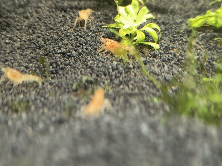 Raczek CPO ( Cambarellus Patzcuarensis Orange)