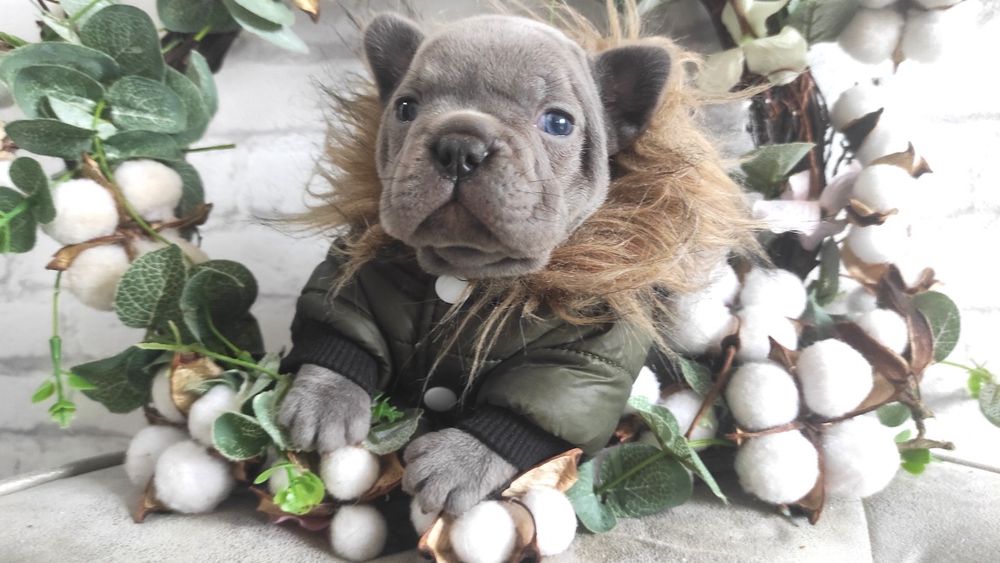 Buldog francuski blu lilac chłopak