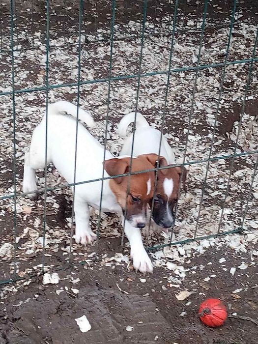 Дівчатка та хлопчики джеки