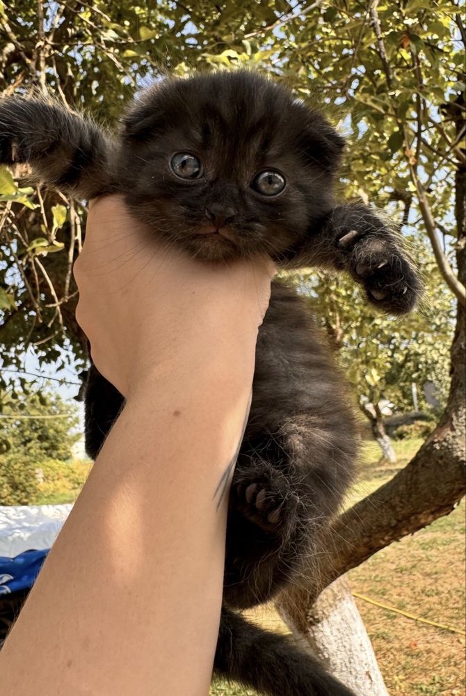 Кіт Scottish Fold для в’язки (чорний дим)