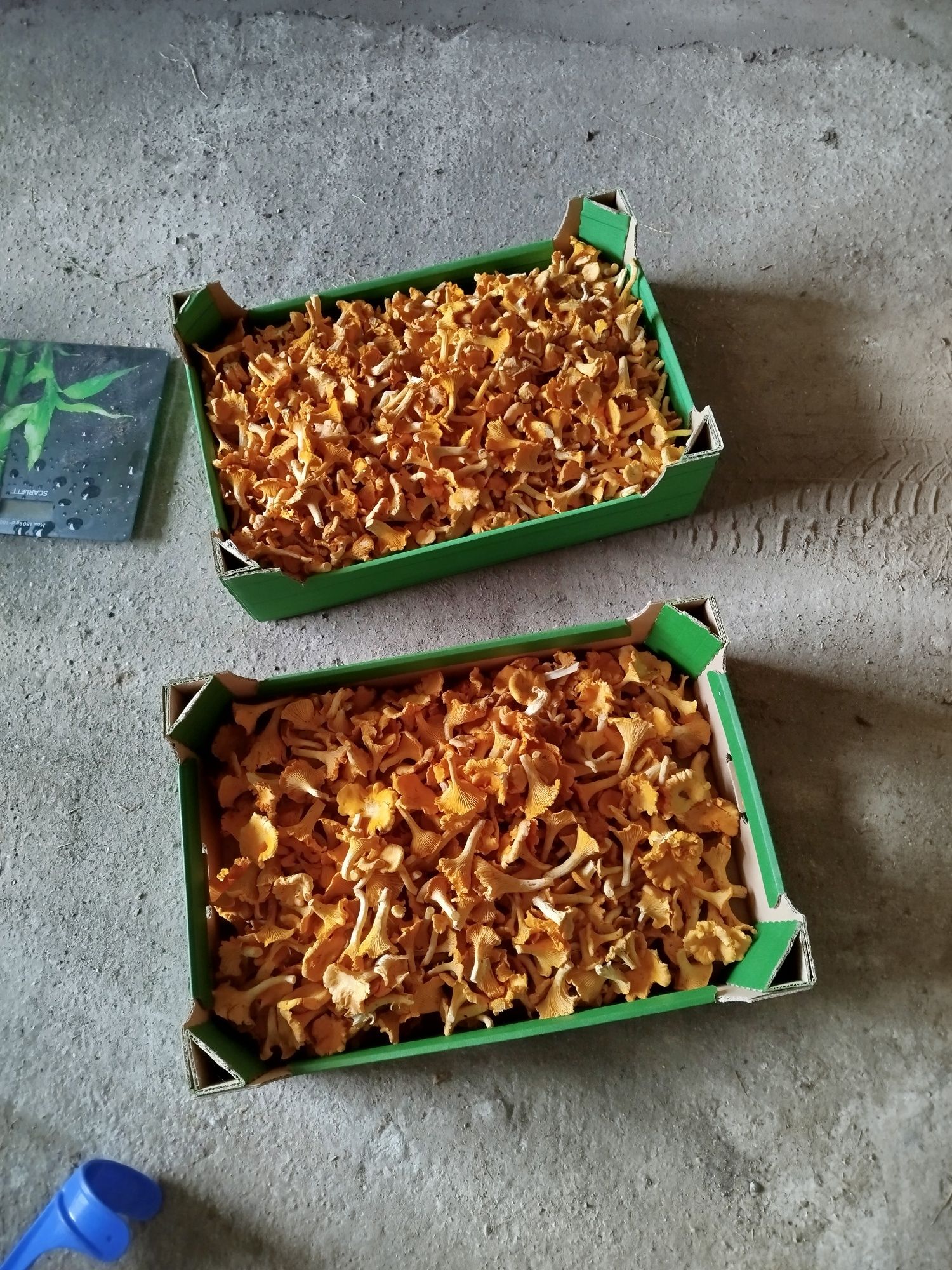 Grzyby kurki 35 zł kilogram