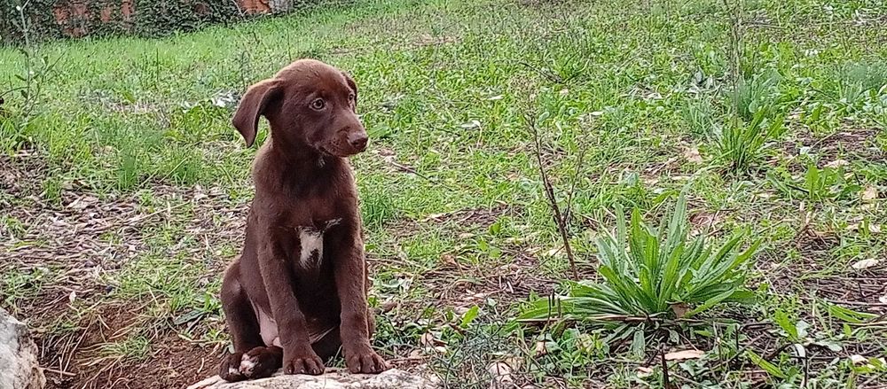 Cachorros para Adoção