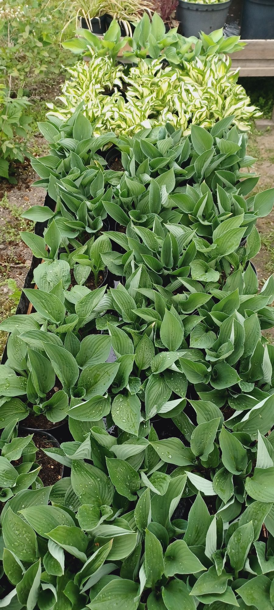 Hosta / Funkia do ogrodu