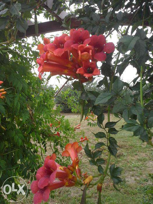 Sadzonki Milin Amerykański, piękne pnącze, czerwone kwiaty
