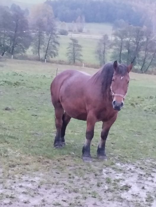 Klacz sztumska 81 pkt programowa