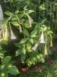 Datura rozowa kilkuletnia