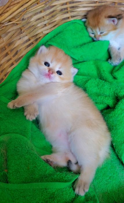 Ручные и очень ласковые лапочки, котята золотая шиншилла