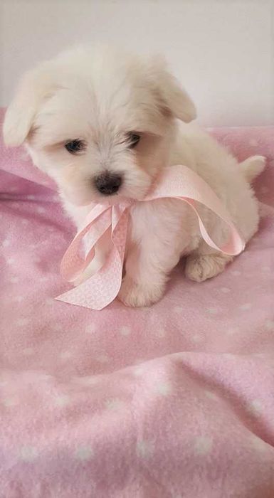 Maltańczyk Piesek, *Piękny* do odbioru.