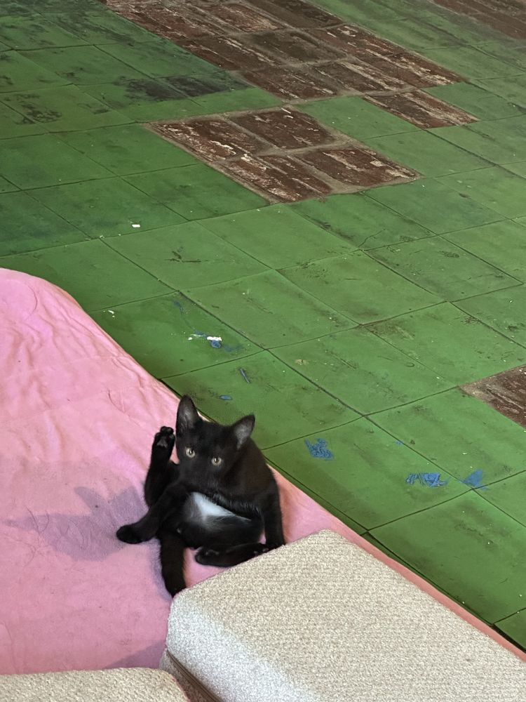 Кошенята у добрі руки