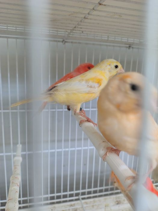 Kanarki samce samice sprzedaż