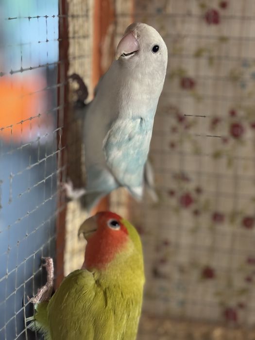 Casal de Roseicolis Longfeathers
