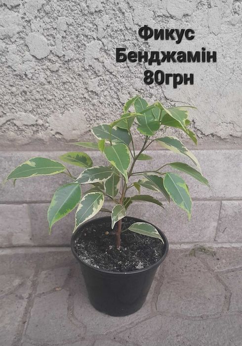 Кімнатні рослини в наявності