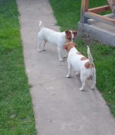 Jack russell terrier szczeniaki gładkowłose