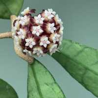 Hoya Hoja Callistophilla long leaves