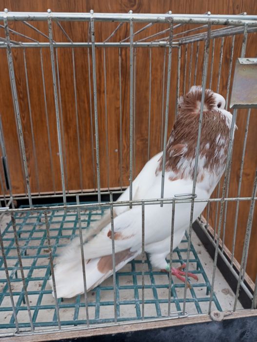 Garłacz górnośląski koroniasty Samiec