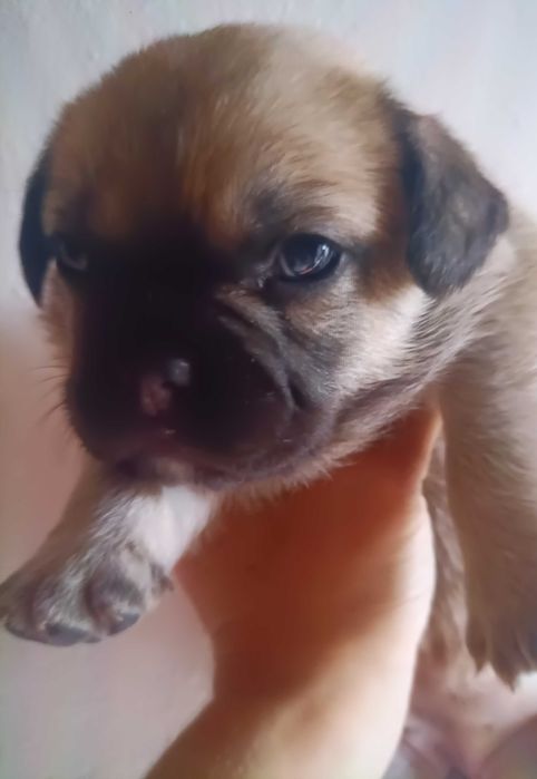 Bulldog francês beje fêmea
