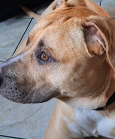 Adopcja 9 m-cy amstaff