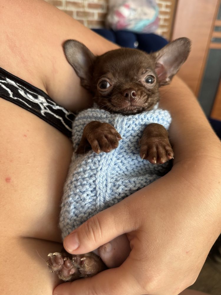 czekoladowa chihuahua piesek krotkowlosy