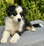 Amerykański owczarek miniaturowy- MAS - Mini Aussie- suczka FCI
