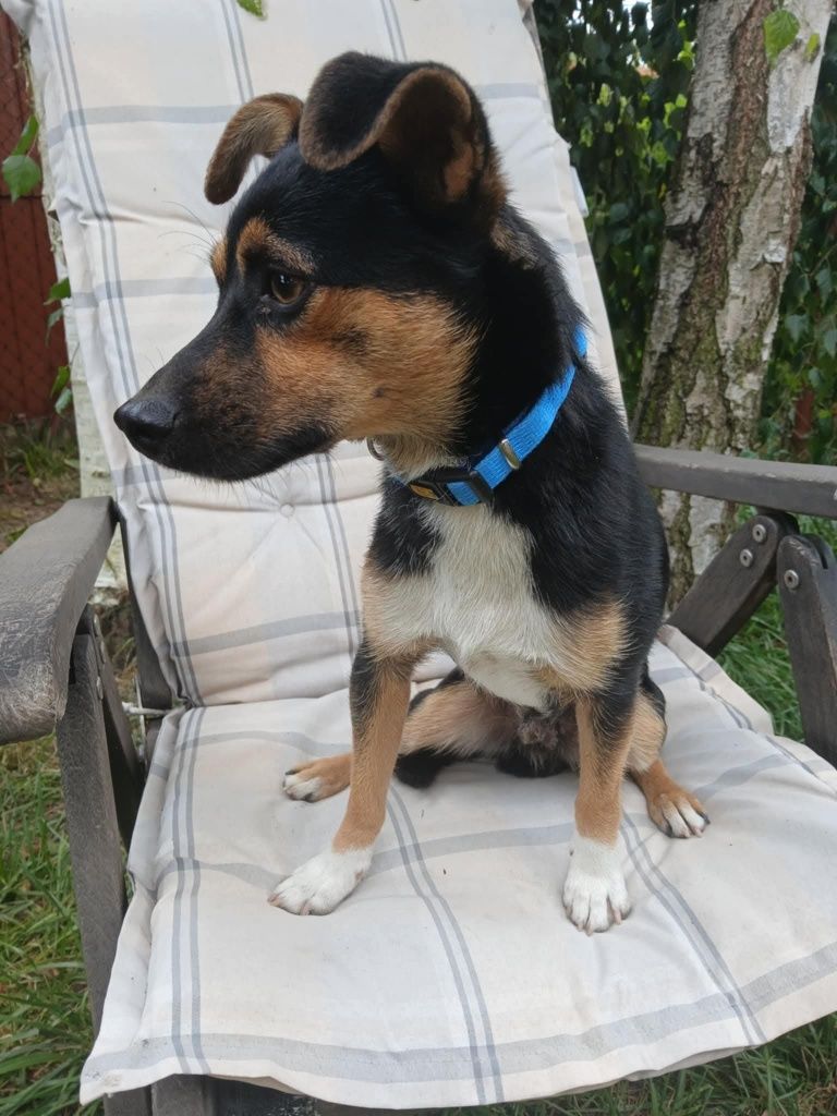 Mały Piesek do adopcji