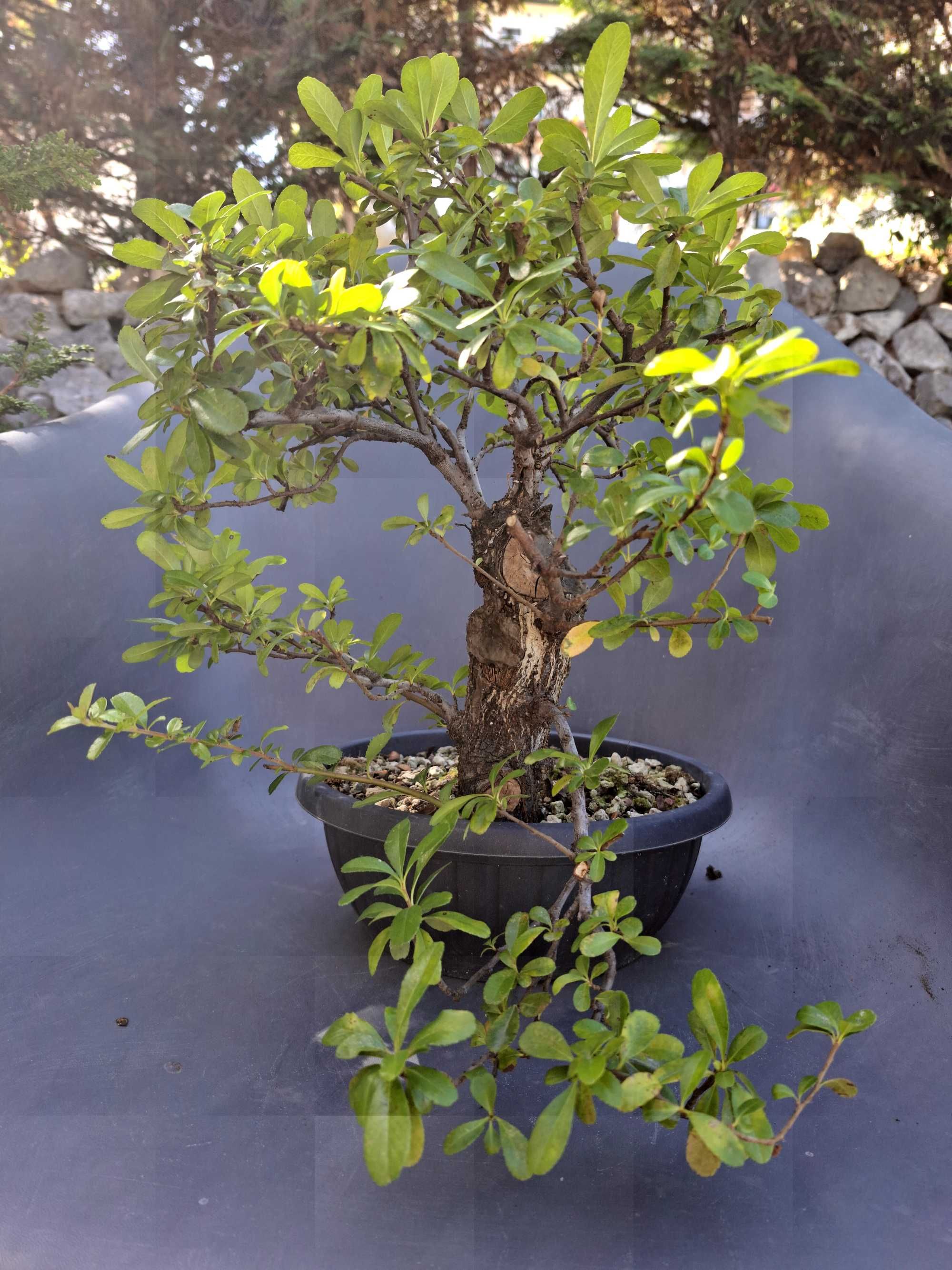 Pré - Bonsai Pyracantha