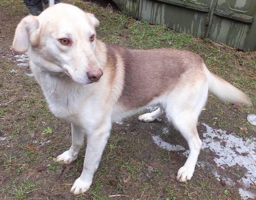 Szczekoladek duży pies, miły do adopcji