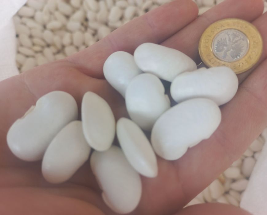 7kg jaś fasola karłowy 2025 ekologiczna
