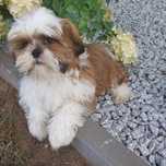 Sliczne shih tzu z rodowodem