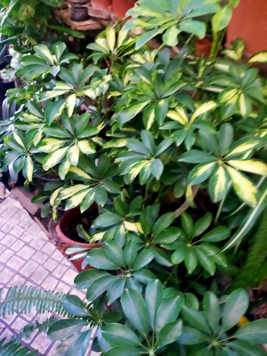 Planta de interiores bem como exterior