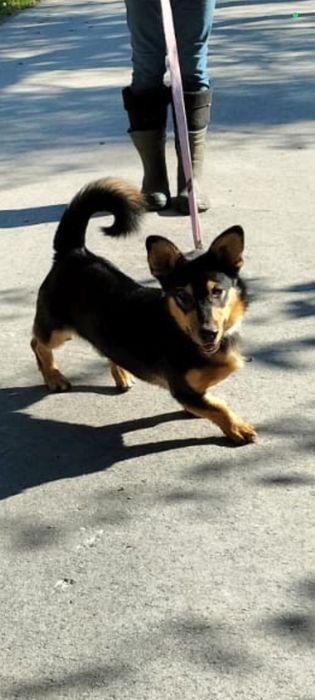 2 letni Frugo, 12kg adopcja za darmo oddam