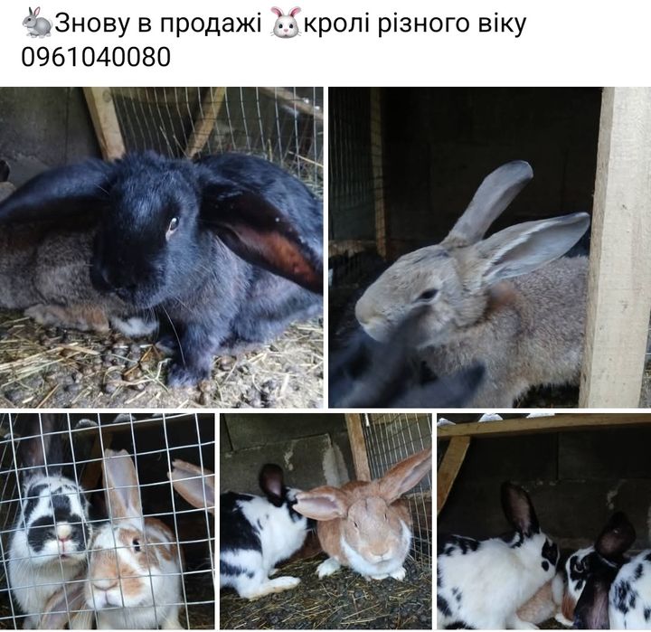 Кролі різного віку