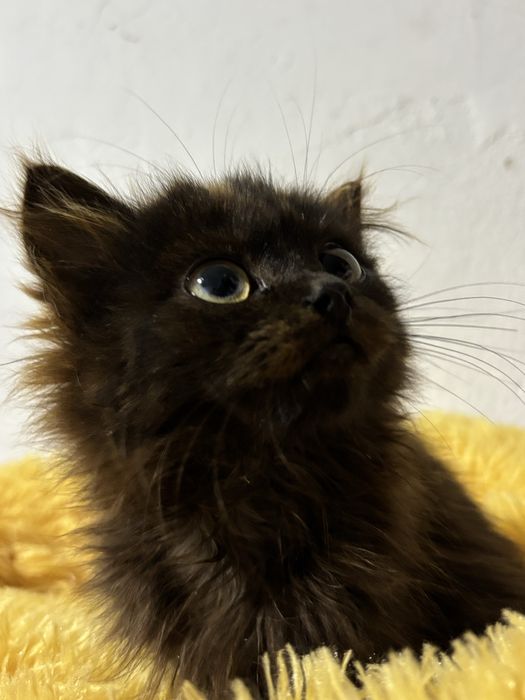 Кошеня в добрі руки