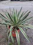 Yucca Gloriosa  Variegata WYSYŁKA