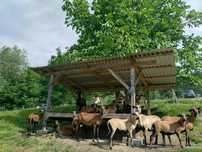 Owce/barany kamerunskie