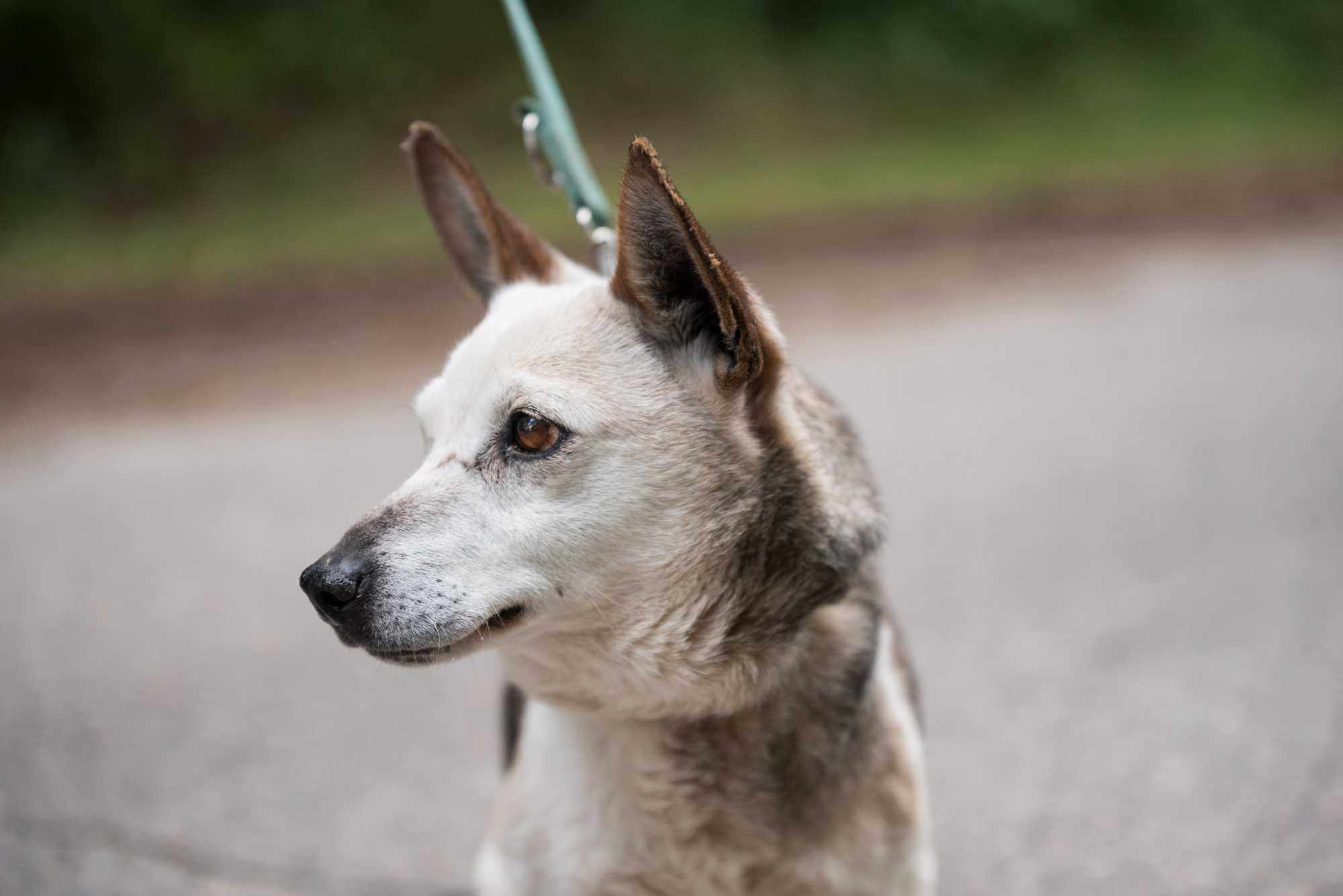 LOJA - cudowna dojrzała łagodna sunia do adopcji