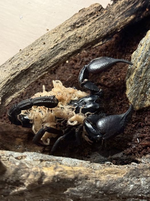 Młode Heterometrus Silenus zostało 5 sztuk