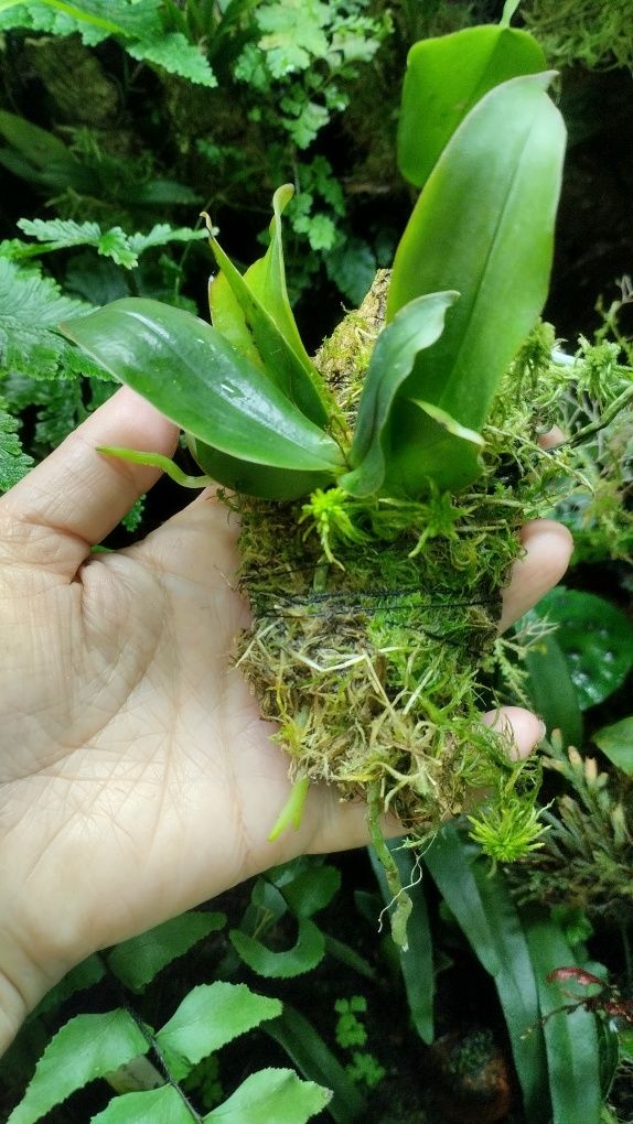 Мініатюрна орхідея Aerangis macrocentra