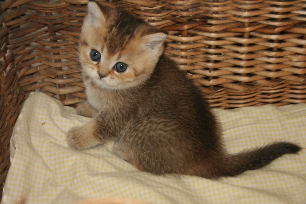 Шиншилятко з розумними очима