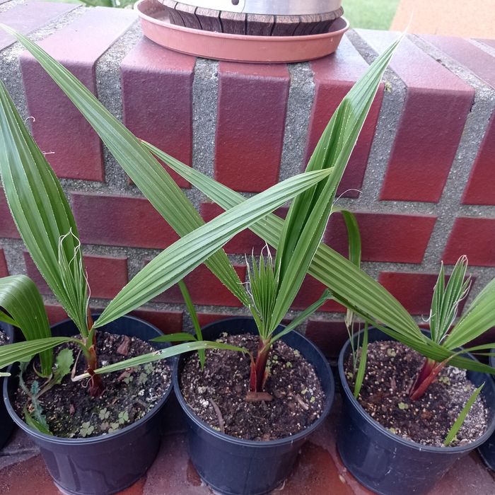 Palma Mrozoodporna  Trachycarpus fortunei